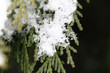 Photo: Snow on fir branches, macro Snow on fir branches, macro