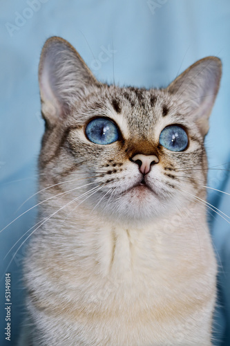 Photo: portrait of blue-eyed white cat portrait of blue-eyed white cat