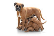 Boxerwelpen 157