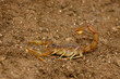 Scorpion (Buthus occitanus)