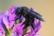 Mosca nera