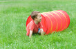 Foto: kleiner Junge krabbelt durch einen Tunnel kleiner Junge krabbelt durch einen Tunnel