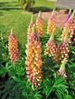 Lupin En Fleurs