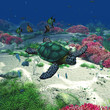 Illustration: Sea Turtle Sea Turtle