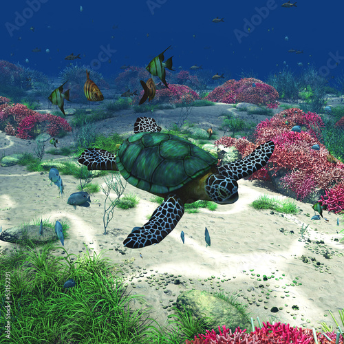 Illustration: Sea Turtle Sea Turtle