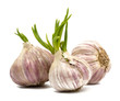 Photo: Garlic isolated on white background Garlic isolated on white background