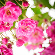 Pink rose bush