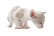 Cute Baby Cornish Rex Kitten Isolated on White Background
