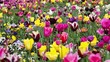 Colorful Garden With Many Flow...
