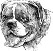 portrait of dog