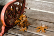 Photo: Autumn Season Autumn Season
