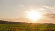 Sprouts At Sunset. Panoramic. ...