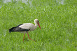 Weißstorch