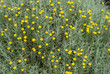santoline, Santolina chamaecyparissus
