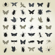 Collection of insects4