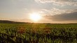 Sprouts At Sunset. Ground. Tim...