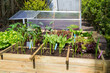 Vegetable garden