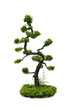 beautiful Tree isolated against a white background