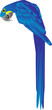 hyacinth macaw