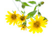 Arnika (Arnica montana) isoliert liegend auf weißem Hintergrund