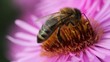 Bee on the flower.