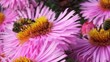 Bee on the flower.