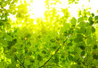Photo: Green leaves background Green leaves background