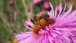 Bee on the flower.