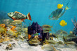 Colorful sea life