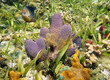Colorful sea sponge with Brittle star