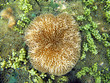 Sea anemone Stichodactyla helianthus