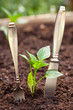 Foto: Selbstversorger: Gabel und Messer im Garten Selbstversorger: Gabel und Messer im Garten