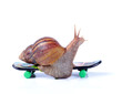 Snail on a skateboard on the white background