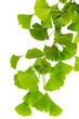 Foto: Ginkozweig (ginko bilboa) isoliert auf weißem Hintergrund Ginkozweig (ginko bilboa) isoliert auf weißem Hintergrund