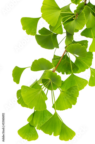 Photo: Ginkozweig (ginko bilboa) isoliert auf weißem Hintergrund Ginkozweig (ginko bilboa) isoliert auf weißem Hintergrund