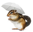 Photo: Funny animal with umbrella on white Funny animal with umbrella on white