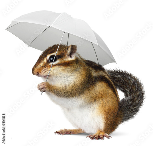 Photo: Funny animal with umbrella on white Funny animal with umbrella on white