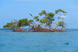 Mangrove island with sea birds