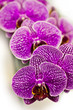 Closed Up Of Orchid Flower