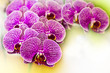 Orchid