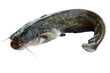 catfish isolated on white