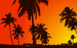 Sunset View with Plam Tree