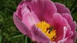 Peony and bee.