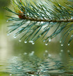 Photo: Water drops on fir tree reflected in the water Water drops on fir tree reflected in the water