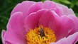 Peony and bee.