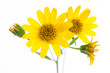 Arnika (Arnica montana) Blüten im Detail