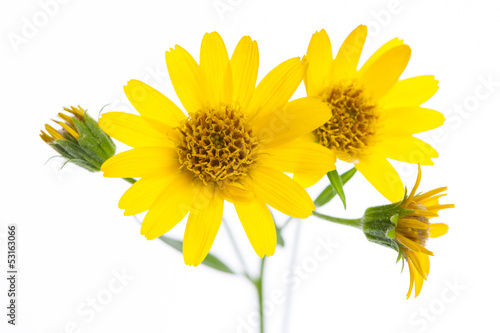Photo: Arnika (Arnica montana) Blüten im Detail Arnika (Arnica montana) Blüten im Detail