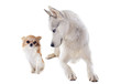 Foto: siberian husky and chihuahua siberian husky and chihuahua