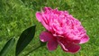 Growing peony flower.