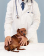 Veterinarian and his patient